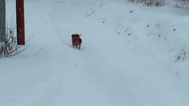 雪原を駆け抜けるいたずらな赤い犬のモングレル ペットのテーマ 犬と自然散策 あなたのペットへの愛とケア — ストック動画