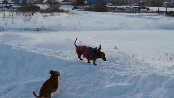 Dua Anjing Merah Nakal Berjalan Melalui Lapangan Bersalju Anjing Kampung — Stok Video