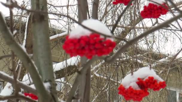 Sníh Pozadí Červených Shluků Horského Popela Roční Období Sibiřská Zimní — Stock video