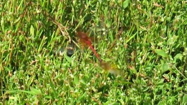 Dragonflies Στη Διαδικασία Του Ζευγαρώματος Πάνω Από Πράσινο Γρασίδι Έντομο — Αρχείο Βίντεο