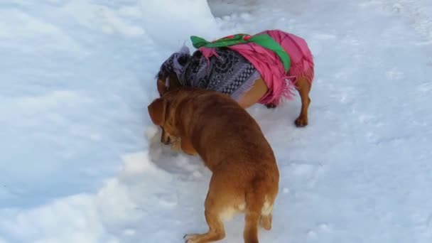 Två Rödhåriga Små Hundar Gräver Snö Med Tassarna Promenad Vinterdag — Stockvideo