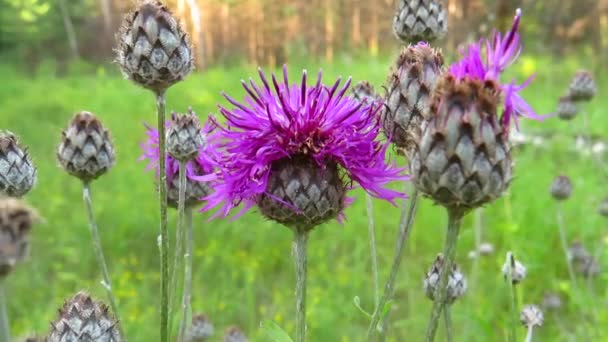 Lilactistel Blommor Mjölk Tistel Närbild Skogsglänta Begreppet Medicinalväxter Vilda Växter — Stockvideo