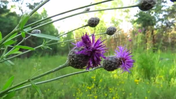 Lilac Bodláčí Květiny Mléčné Bodláčí Zblízka Mýtině Lesa Koncept Léčivých — Stock video