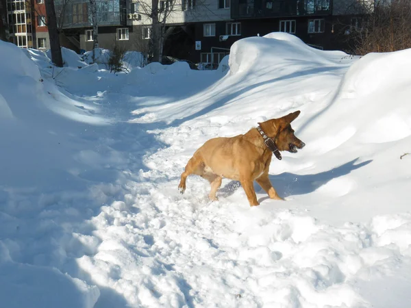 Rothaarige Hundehaufen Die Einem Sonnigen Wintertag Mit Einem Ast Schnee — Stockfoto