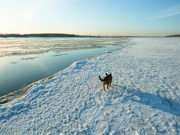 雪に覆われた川の氷の上の赤い犬のモングレル日没時に川の洗い流し 西シベリアのOb川 冬の自然景観 ペットと自然への散歩や旅行 アクティブなライフスタイル 週末自然 — ストック写真