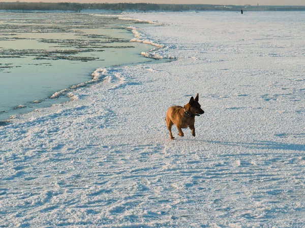 雪に覆われた川の氷の上の赤い犬のモングレル日没時に川の洗い流し 西シベリアのOb川 冬の自然景観 ペットと自然への散歩や旅行 アクティブなライフスタイル 週末自然 — ストック写真