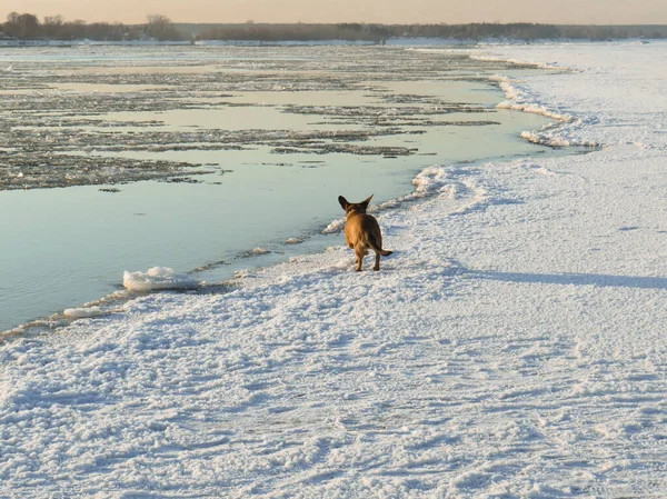 雪に覆われた川の氷の上の赤い犬のモングレル日没時に川の洗い流し 西シベリアのOb川 冬の自然景観 ペットと自然への散歩や旅行 アクティブなライフスタイル 週末自然 — ストック写真