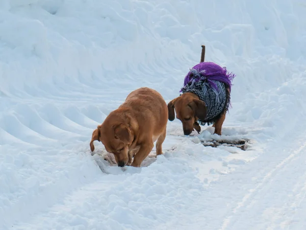 Dois Cães Vermelhos Travessos Correndo Através Campo Nevado Mestiço Dachshund — Fotografia de Stock