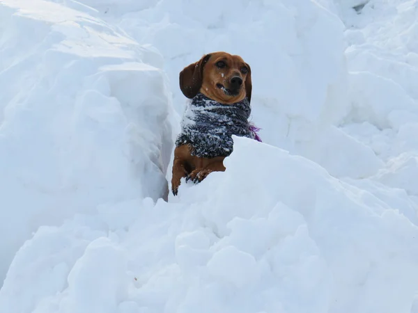 Chien Aux Cheveux Roux Teckel Pygmée Vêtu Châles Chauds Dans — Photo