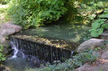 Sakin su ve doğanın ahengi. Suyun üzerinde yeşil yapraklar. Parktaki rezervuarların kaydı..