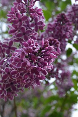 Leylağın narin dalı.