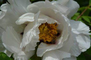 Beyaz şakayık gibi narin..