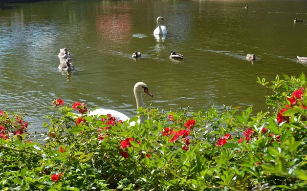 Lago Com Cisnes Patos Brancos Pretos — Fotografia de Stock