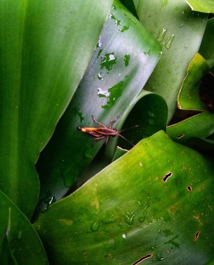 Yaprakların üzerinde küçük bir çim biçici var.