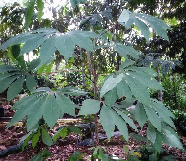 CASSAVA GARDEN 'DA OĞLUYOR