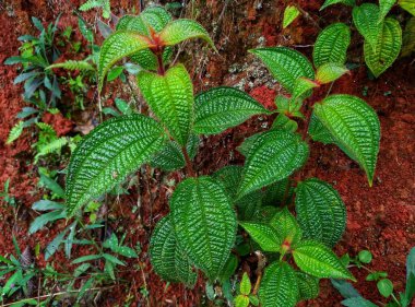 Bahçede büyüyen klidemia hirta bitkileri