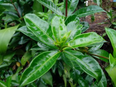 Allamanda Cathartica 'nın taze yeşil yapraklarıyla yakın çekimi.