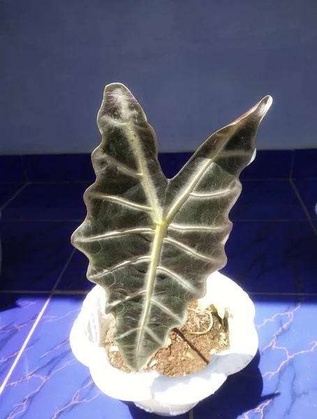 Taro wayang adında bir taro çiçeğine yakın çekim.