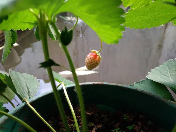 Aardbeienplant Die Vruchten Draagt Vrucht Nog Rijp — Stockfoto
