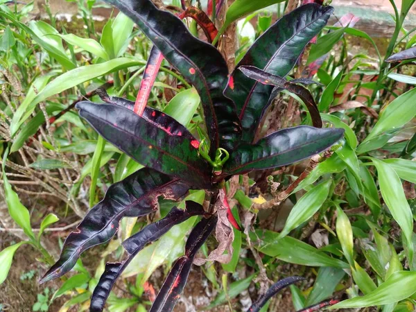 Codiaeum Variegatum Planta Foto — Fotografia de Stock