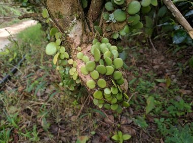 Bir bitkide yetişen deri yapraklı eğreltiotu kapat