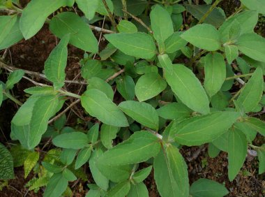 Bahçede yetişen sidaguri bitkileri.