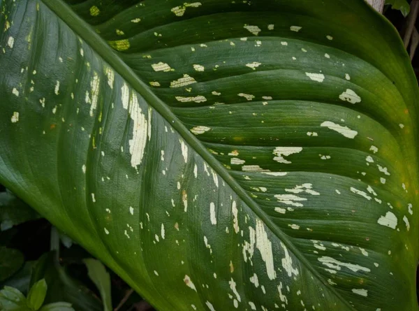 Dieffenbachia seguine yapraklarının çok güzel desenleri ve şekilleri vardır.
