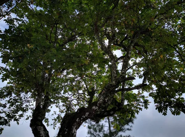 Bahçedeki yıldız meyve ağacına yakın çekim