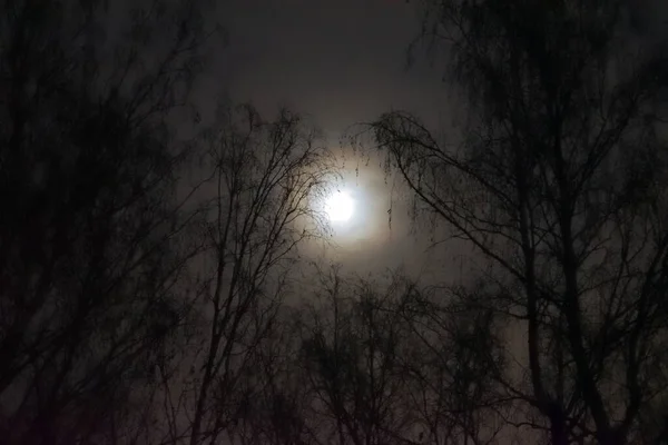 Σεληνόφως Στο Πάρκο Νύχτα — Φωτογραφία Αρχείου
