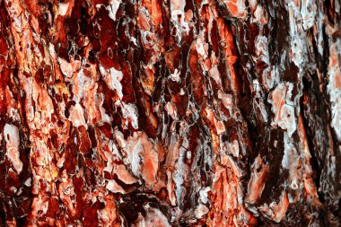 Çam ağacının korteksi. makrofoto