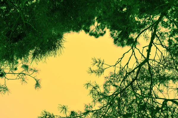 Ciel Jaune Avec Des Branches Pin — Photo