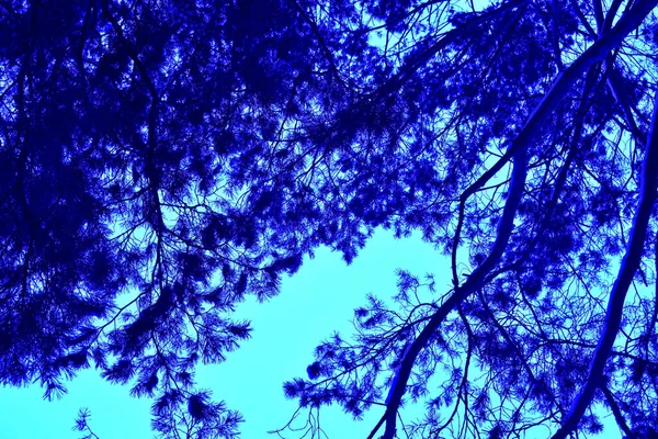 Błękitne Niebo Drzewa — Zdjęcie stockowe