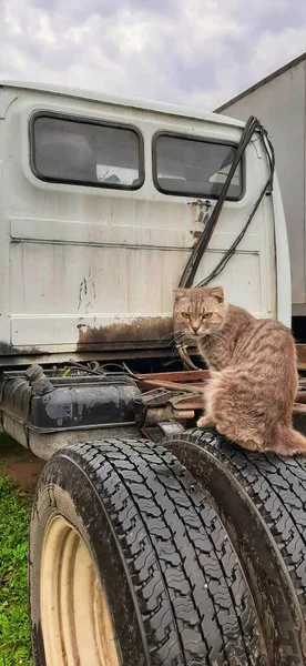 Cat Truck Wheel — Stock Photo, Image
