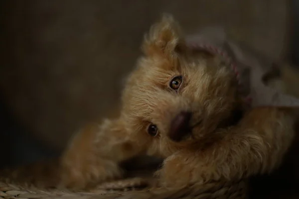 Das Foto eines handgefertigten Sammler-Teddybärs, geeignet zum Druck in eine Kalenderkarte oder zum Einlegen in einen Rahmen, um in Ihrer Freizeit ästhetisches Vergnügen zu bereiten — Stockfoto