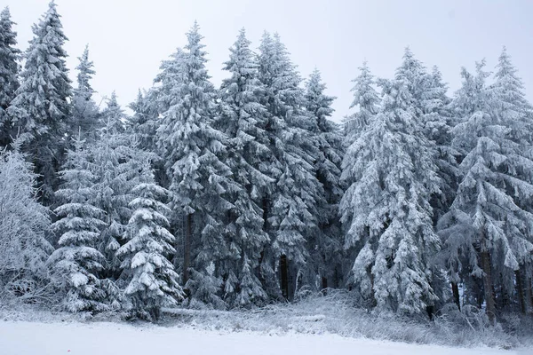 winter forest snow-covered spruce branches hang down under the weight of snow. High quality photo