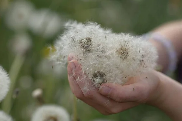 childrens hands palms hold in their hands the blooming heads of white dandelion flowers on a blurry background of a . High quality photo