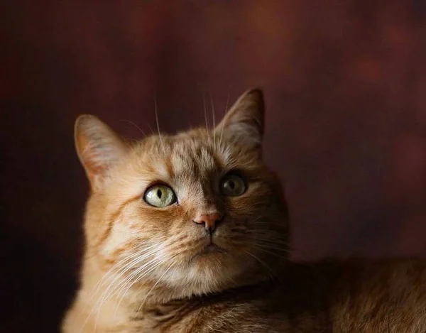 Ett Porträtt Röd Fluffig Katt Modell Som Sitter Och Poserar — Stockfoto