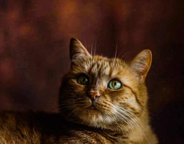 Портрет Червоної Пухнастої Кішки Модель Моди Яка Сидить Позує Перед — стокове фото