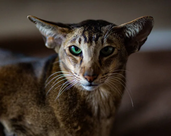 Ritratto Gatto Orientale Modella Moda Che Siede Posa Davanti Alla — Foto Stock