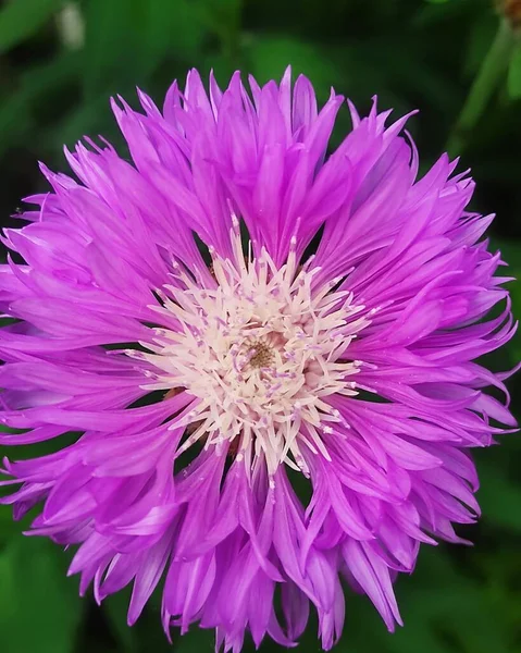 güzel pembe dahlia Close-Up