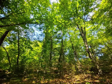 Mavi arka planda ağaçlar olan yeşil yaz ormanı