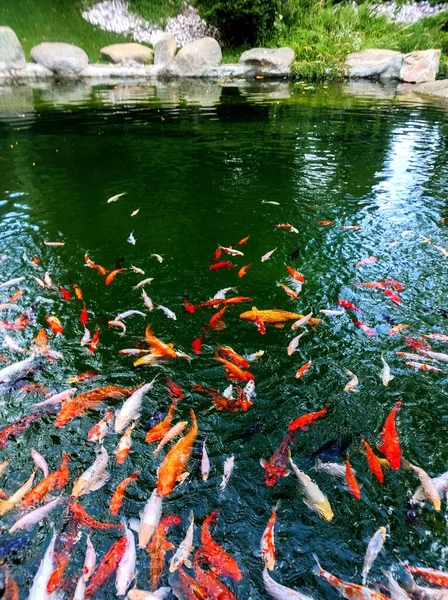 Parkta renkli koi balığı yüzme havuzu
