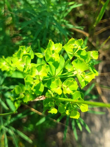 Krásný Botanický Záběr Přírodní Tapety — Stock fotografie