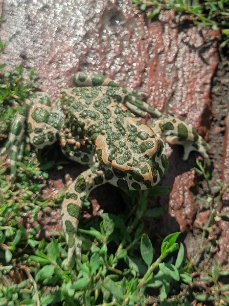 Ağacın dokusunu. Yeşil yaprakların ve yosunların arka planı, doğal doğa. Kurbağa.
