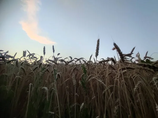 Wunderschöne Landschaft Mit Einem Weizenfeld — Stockfoto