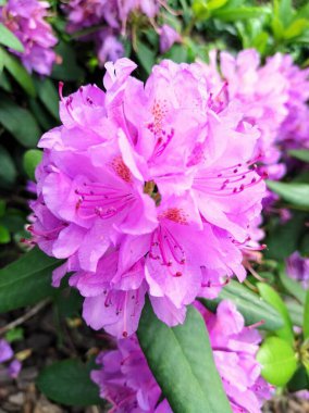 Bulanık arkaplanda pembe ortanca çiçekleri