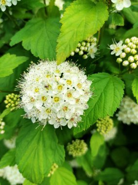 Yaprakların üzerinde beyaz ortanca çiçekleri