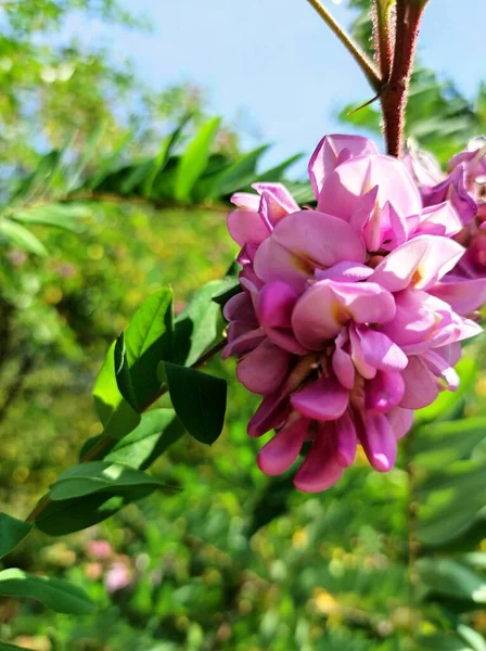 close-up beautiful blooming magnolia in summer garden