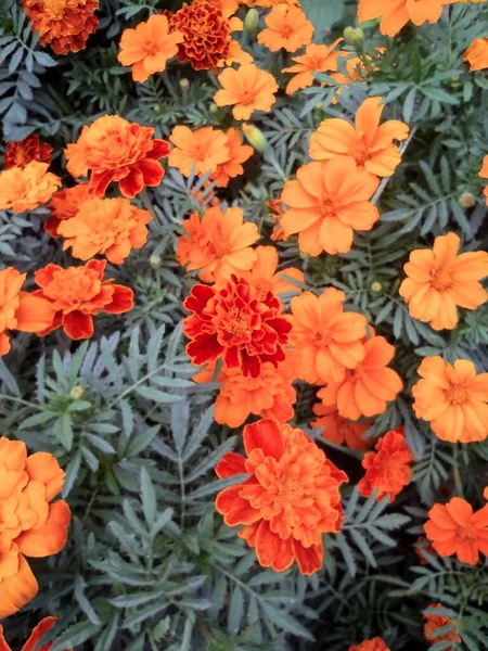 orange flower garden in the flowerbed.