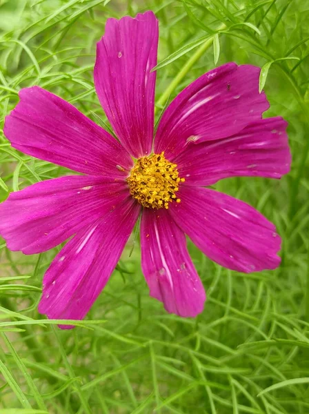 bright purple cosmos flower